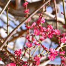 거제-연초-연초-비상-14 | '2025 매화기행 (총정리본) - 추운 시대에 소리 없이 퍼지는 고결한 향기와 정신을 그리며