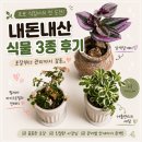 🌱 초보 식집사의 첫 식물 쇼핑🌿 우긋 내돈내산 후기