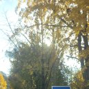 화합의분수 | (25.11.11) 청남대 가을축제 뒤늦은 데이트(11월 11일 실시간 단풍 현황)