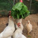 꼬끼오PC 이미지