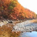 소나무 전경 이미지