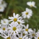 정이민박 | [인천 섬여행]정이 넘치는 문갑도 트레킹 후기