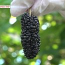 박종진 농장 이미지