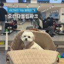 애견은 내친구 | 방배 오란다볼링센터 후기| 요금.주차.애견동반.시설 총정리