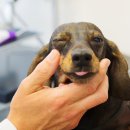 일산 클래식 동물병원 이미지