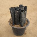 국화호수 이미지