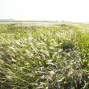 바람불어 좋은날 이미지