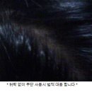 동성칼라인쇄 | [체리야_지식美인] 세븐에이트 칼라크림 7호