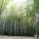 부산 아홉산숲 트래킹 1박2일(판도라 산악회) 이미지