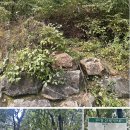 제881회차 6/4 영덕 칠보산(810 m)산행예약 신청 이미지