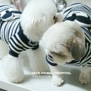 수아동물병원 이미지