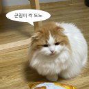 야식의정석