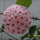 호야 Daum카페