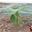 뿌리농장 이미지