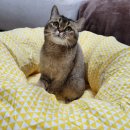 고양이이발관(부천신중동점) 이미지