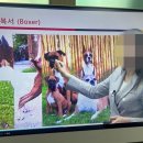 펫매니저 | 애견관련자격증 네 개 한번에 딴 후기!! 펫 프로매니저 과정