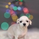 어쩔댕댕 이미지