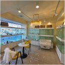 라이프독 강릉점 24시 강아지분양 고양이분양 이미지