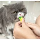 차오펫(ciao pet) 이미지