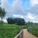 7월 5일 계양산 토요산행 대체트레킹 (드림파크야생화단지)~~^^ 이미지