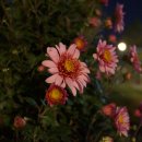 유림공원 Daum카페