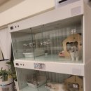 강남고양이분양 호야캣 | 예쁜 프리미엄 고양이들이 모여 있는 곳 - 강남 고양이 분양 / 호야캣 / 안심분양