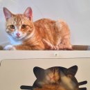 펫츠온더포인트 | 펫츠몬 고양이 숨숨집 스크래처, 냥이 취향 완벽 저격?