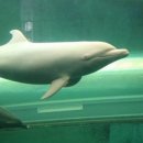 돌고래약품 이미지