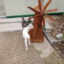 송화목장 이미지