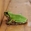 플레이하운드 이미지