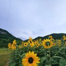 별뜨는밤 | 무릉별 유천지 라벤더 축제 🪻 눈 뜨는 곳마다 보라보라 (야간개장 꿀팁 포함)