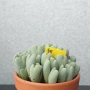호산나꽃다육 이미지