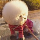솜사탕 이미지