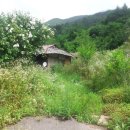 황무지가 되버린 ＜ 고향 무정＞에 얽힌 이야기 이미지