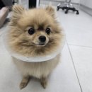 더파크동물의료센터 이미지