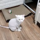 펫스티발 | 대구 펫쇼 기본 정보, 엑스코 펫박람회 사전예약으로 다녀온 후기 (ft.참가업체)