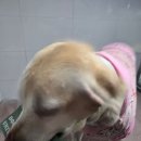 멍멍이네 | 강아지간식 동결건조간식 야채쿠키 멍멍이대학