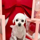 이쁘개귀엽개 이미지