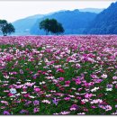 코스모스민박 이미지