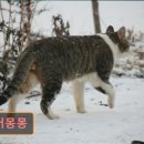 디어몽몽 이미지