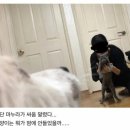 우리집 댕댕이 이미지