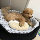도무스 펫샵 이미지