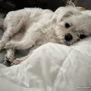 살롱드도만 이미지