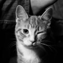 보라매웰종합동물병원 이미지