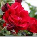 조선대학교 장미원 이미지