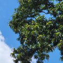 도평리도토리네 이미지