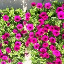 내곡동701 이미지