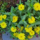 배롱나무집 이미지