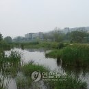 강변살자 이미지