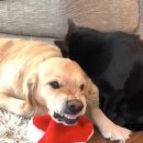 그루밍도그 이미지